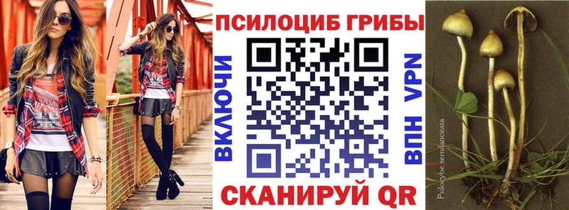 Купить закладки  Курлово  Псилоцибиновые грибы Psilocybe 